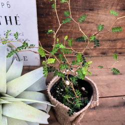 ソホラリトル♡小さな葉っぱの木♡観葉植物♡インテリア 8枚目の画像