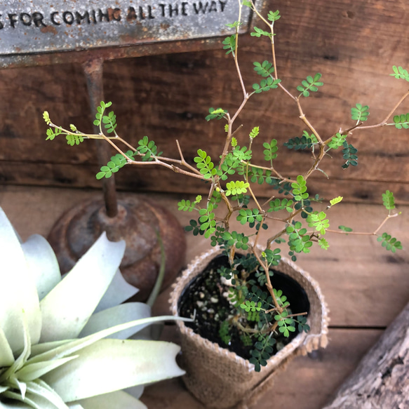 ソホラリトル♡小さな葉っぱの木♡観葉植物♡インテリア 10枚目の画像