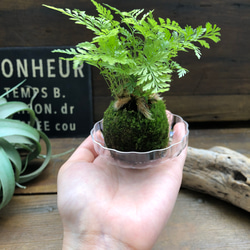 ダバリア苔玉仕立て♡涼しげ♡シダ♡観葉植物 2枚目の画像