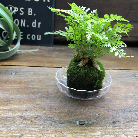 ダバリア苔玉仕立て♡涼しげ♡シダ♡観葉植物 13枚目の画像