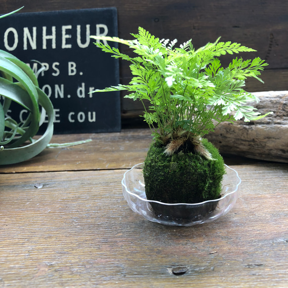 ダバリア苔玉仕立て♡涼しげ♡シダ♡観葉植物 10枚目の画像