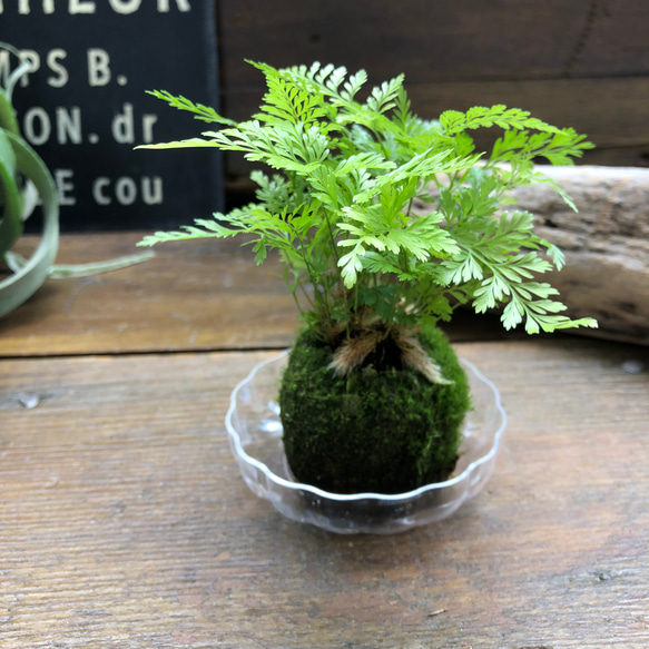 ダバリア苔玉仕立て♡涼しげ♡シダ♡観葉植物 1枚目の画像