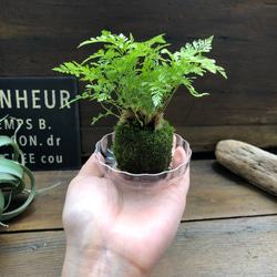 ダバリア苔玉仕立て♡涼しげ♡シダ♡観葉植物 17枚目の画像