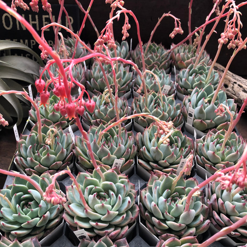 エケベリア　桃太郎　多肉植物 桃色の爪が美しいエケベリア・桃太郎の育て方 – ゆるぷ