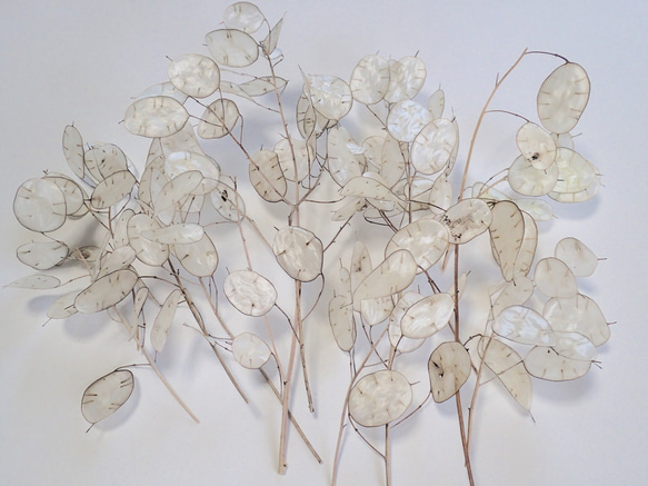 「 ルナリア 」中小12枝のドライフラワー ナチュラル インテリア リース など ハンドメイドの花材、素材に 1枚目の画像
