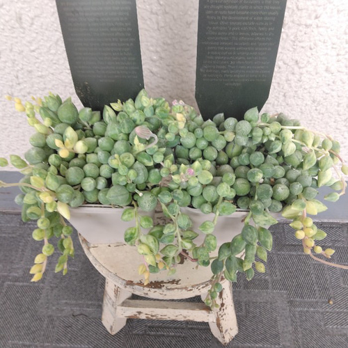 エンジェルティアーズ2ポット ピーチネックレス錦多肉セネシオ紅葉プラ鉢プレステラ エンジェルティアーズ2ポット ピーチネックレス錦多肉セネシオ紅葉プラ