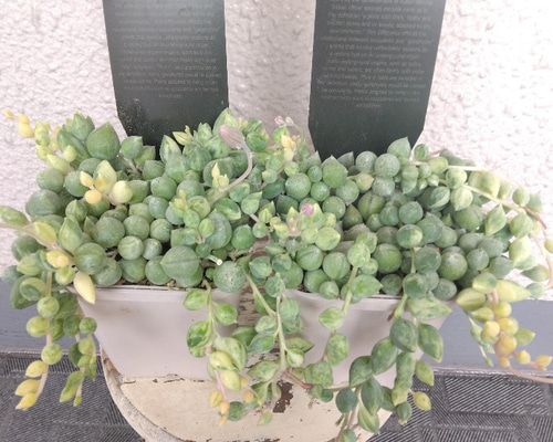 お纏め　多肉植物　覆輪❁︎ジョアンダニエル錦　カット 極上斑and完全覆輪 高級品種 ジョアンダニエル錦 抜き苗 セット - メルカリ