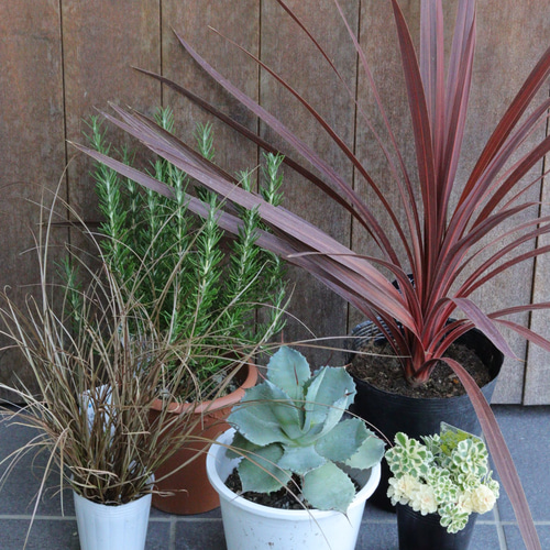 残り1点！ほったらかしok❤︎夏のドライガーデンセット その他  