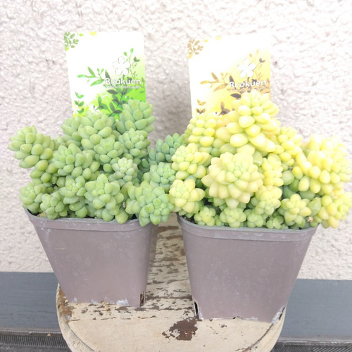 セダム【玉つづり】 多肉植物 翡翠 2個セット色違い ボリューム◎ 観葉