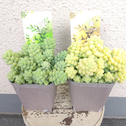 現品】パキラ3本植え 縁起物観葉植物 クネクネ個性的樹形 高さ95