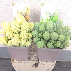 セダム【玉つづり】　多肉植物　翡翠　2個セット色違い　ボリューム◎　観葉植物　 8枚目の画像