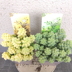 セダム【玉つづり】　多肉植物　翡翠　2個セット色違い　ボリューム◎　観葉植物　 3枚目の画像