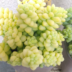セダム【玉つづり】　多肉植物　翡翠　2個セット色違い　ボリューム◎　観葉植物　 7枚目の画像