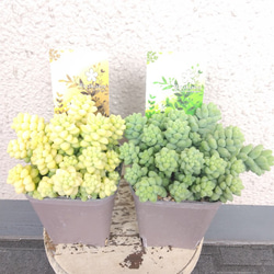 セダム【玉つづり】　多肉植物　翡翠　2個セット色違い　ボリューム◎　観葉植物　 2枚目の画像