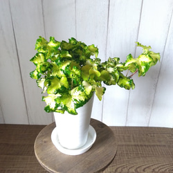 超激レアもの‼️パキラムーンライト❗️斑入り‼️高さ82◎！幹太樹形綺麗！接木！ 現品】超激レア パキラムーンライト 高さ94 幹太 樹形綺麗