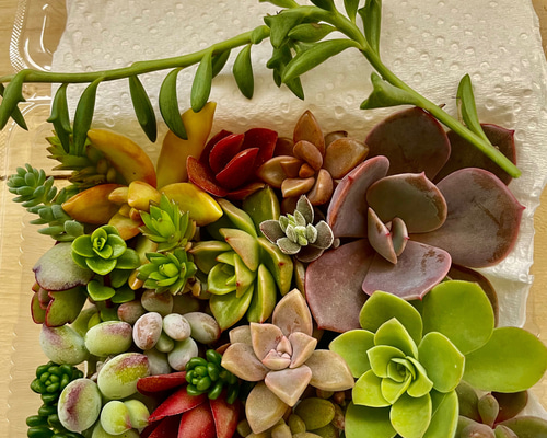 minimaki。多肉植物 詰め合わせ 多肉植物 寄せ植え カット苗 楽天市場】多肉植物 寄せ植え 福袋 カット 苗 「12個セット