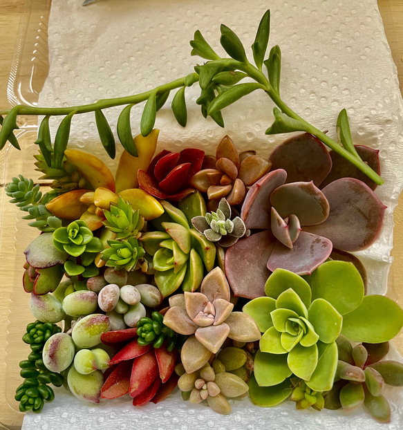 多肉弁当 普及種セット③ 多肉弁当 普及種セット③安い 通販