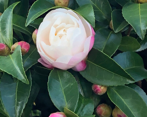 山茶花 2023.01.20 山茶花 【乙女サザンカ】 ｜日本花卉文化株式会社