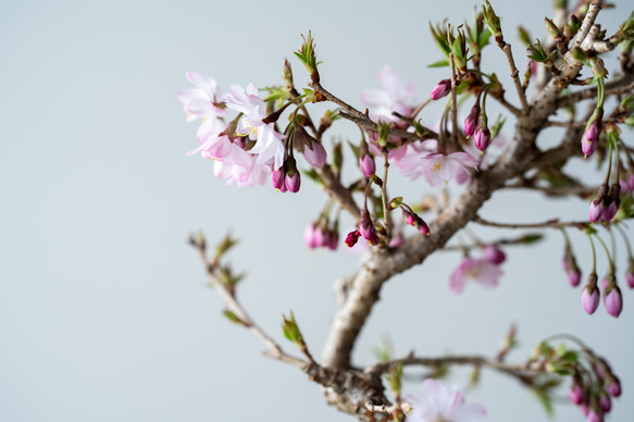 ＊2分咲き＊十月桜｜宵雫のうつわ　[送料無料] 7枚目の画像