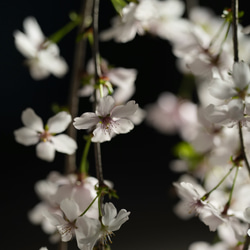 しだれ桜｜白波のうつわ【送料無料】 5枚目の画像