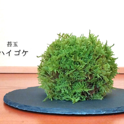 苔玉（ハイゴケ） 1枚目の画像