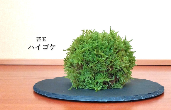 苔玉（ハイゴケ） 1枚目の画像