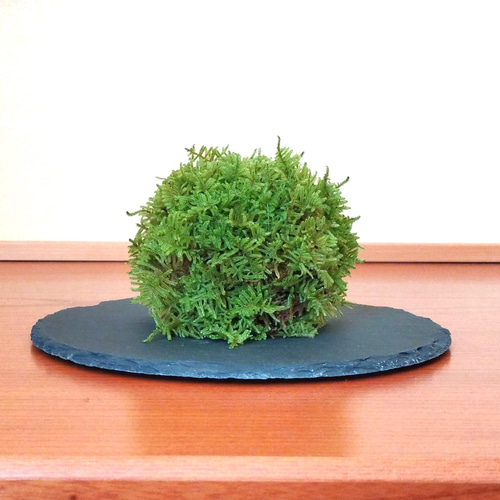 半額満載！スーパーSALE グランドセール！ 苔玉（ハイゴケ） その他インテリア雑貨 通販 green earth 苔玉・苔