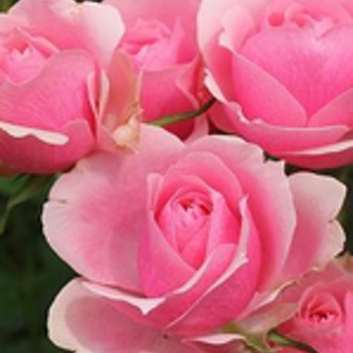レア切花品種・薔薇☆トゲもなく驚くほど花持ちがよい