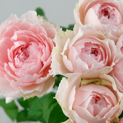 未使用♥薔薇入りピンヒール♥黒✕ビビットピンク♥ 62ba47dc5820eabcd7048151052d77