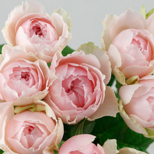 レア切花品種・薔薇☆乙女のドレスを想わせる☆elegant dress レア切花品種・薔薇☆乙女のドレスを想わせる☆elegant dress