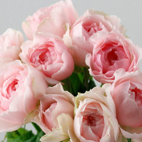 レア切花品種・薔薇☆乙女のドレスを想わせる☆elegant dress レア切花品種・薔薇☆乙女のドレスを想わせる☆elegant dress