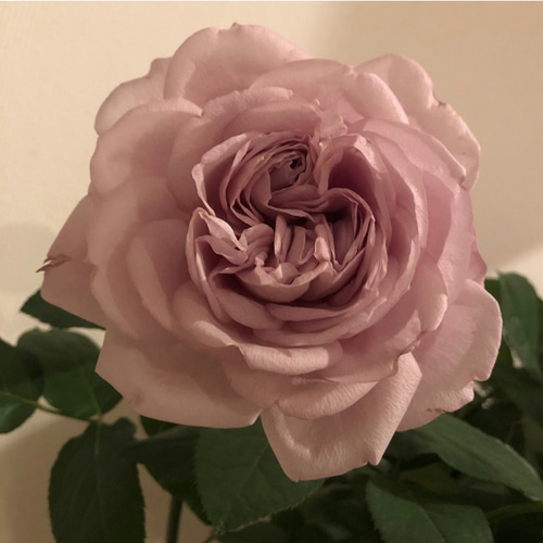 レア切花品種・薔薇☆アンティークピンク☆Sharita Towne