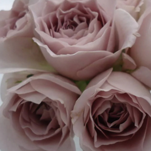 レア切花品種・薔薇☆アンティークピンク☆Sharita Towne レア切花品種・薔薇☆アンティークピンク☆Sharita Towne