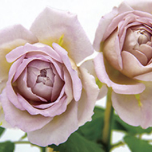 レア切花品種・薔薇☆アンティークピンク☆Sharita Towne レア切花品種・薔薇☆アンティークピンク☆Sharita Towne