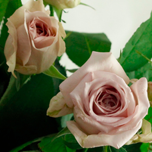 レア切花品種・薔薇☆アンティークピンク☆Sharita Towne レア切花品種・薔薇☆アンティークピンク☆Sharita Towne