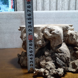 　　ツゲノキ　原木　素材 3枚目の画像
