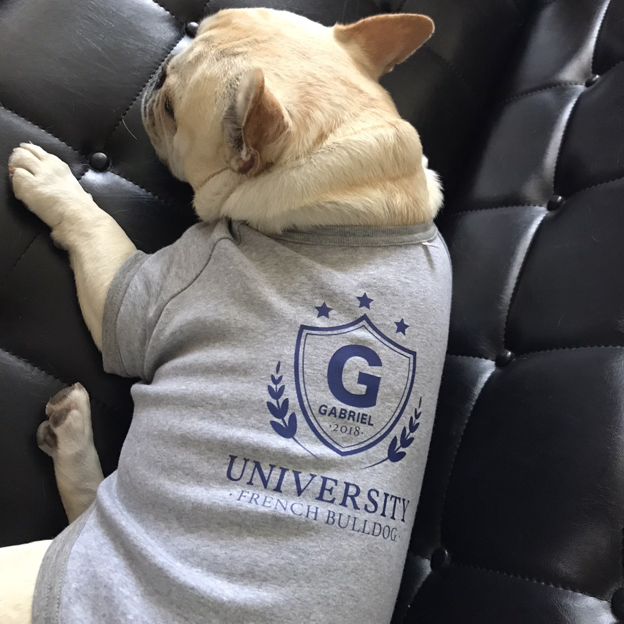 うちの子 カレッジデザイン ドッグウェア│お散歩ウェア　犬　愛犬グッズ