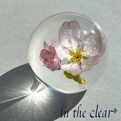 植物標本　桜　啓翁桜　ピンク　二輪　４センチ球体 1枚目の画像