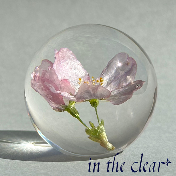 植物標本　桜　啓翁桜　ピンク　二輪　４センチ球体 2枚目の画像