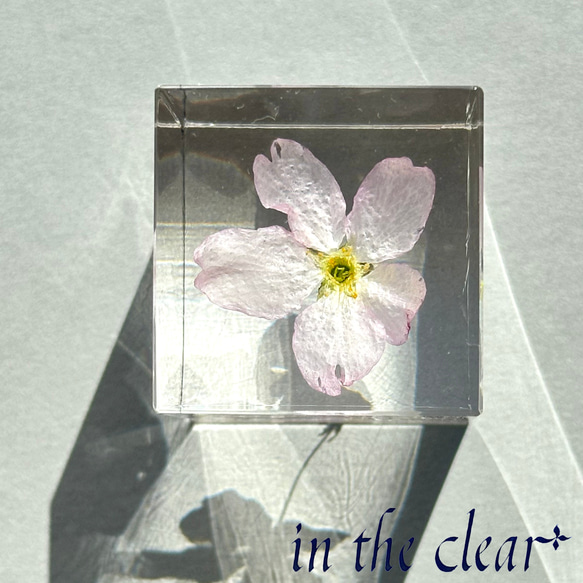 植物標本　桜　啓翁桜　ピンク　３センチ角柱 4枚目の画像