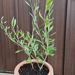 オリーブの木　エルグレコ　タイルデザインテラコッタ鉢植え　苗　シンボルツリー 3枚目の画像