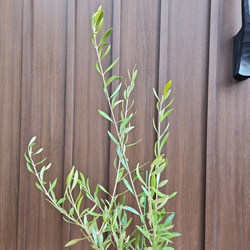 オリーブの木　エルグレコ　タイルデザインテラコッタ鉢植え　苗　シンボルツリー 4枚目の画像