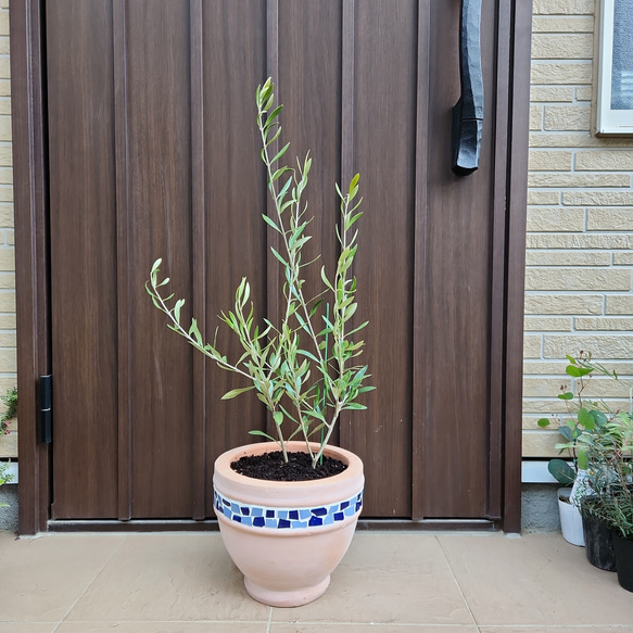 オリーブの木 エルグレコ スタイリッシュテラコッタ鉢植え 苗