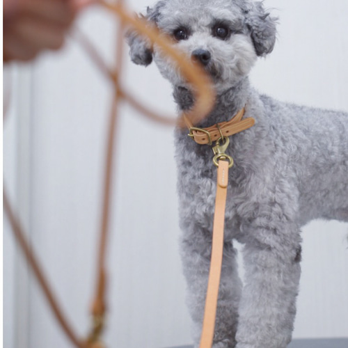 小型犬〜中型犬用首輪＋リードセットブッテーロ原色手になじみ艶が育つ
