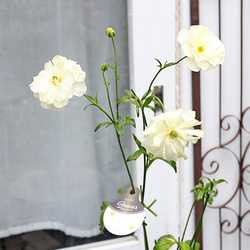 現品販売 鉢花 ラナンキュラス ラックス グレーシス 5号ポット 宿根草 毎年よく咲く 4枚目の画像