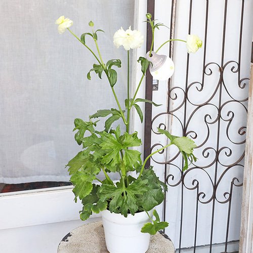 現品販売 鉢花 ラナンキュラス ラックスシリーズ ヘラ ピュタロス