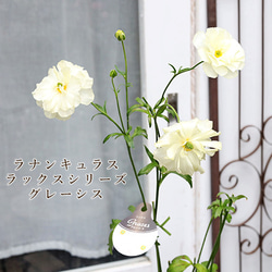 現品販売 鉢花 ラナンキュラス ラックス グレーシス 5号ポット 宿根草 毎年よく咲く 1枚目の画像