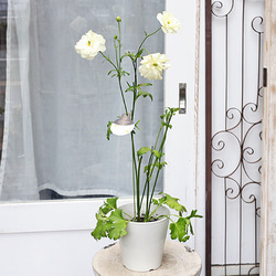 現品販売 鉢花 ラナンキュラス ラックス グレーシス 5号ポット 宿根草 毎年よく咲く 2枚目の画像