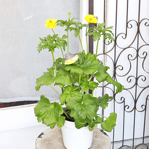 現品販売 鉢花 ラナンキュラス ラックスシリーズ ヘラ ピュタロス