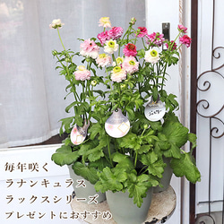 ラナンキュラス：ラックス ジュピター5号ロングポット（咲き進み